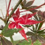 Acer palmatum 'Chitose Yama' - Érable du Japon