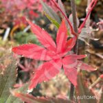 Acer palmatum 'Chitose Yama' - Érable du Japon