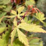 Acer palmatum 'Chitose Yama' - Érable du Japon