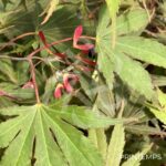 Acer palmatum 'Chitose Yama' - Érable du Japon