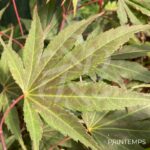 Acer palmatum 'Chitose Yama' - Érable du Japon