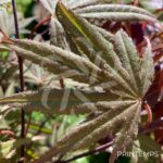 Acer palmatum 'Chitose Yama' - Érable du Japon