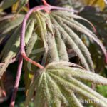 Acer palmatum 'Chitose Yama' - Érable du Japon