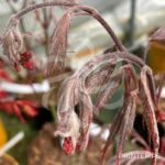 Acer palmatum 'Chitose Yama' - Érable du Japon