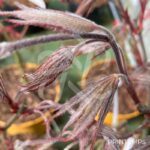 Acer palmatum 'Chitose Yama' - Érable du Japon