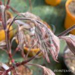 Acer palmatum 'Chitose Yama' - Érable du Japon