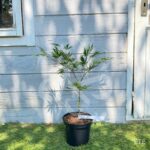 Acer palmatum 'Chitose Yama' - Érable du Japon