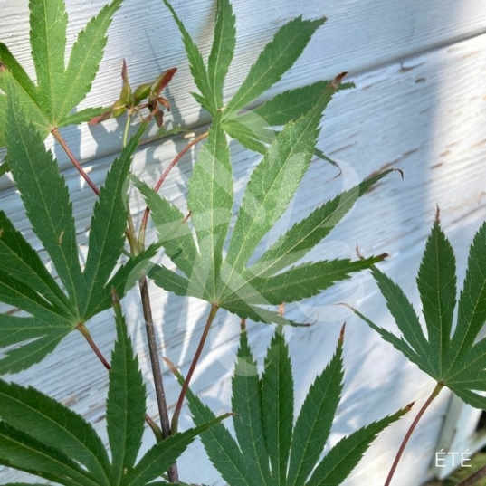 Acer palmatum 'Chitose Yama' - Érable du Japon