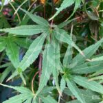 Acer palmatum 'Chitose Yama' - Érable du Japon
