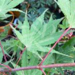 Acer palmatum 'Chitose Yama' - Érable du Japon