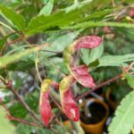 Acer palmatum 'Chitose Yama' - Érable du Japon