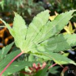 Acer palmatum 'Chitose Yama' - Érable du Japon