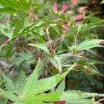 Acer palmatum 'Chitose Yama' - Érable du Japon