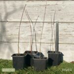 Acer palmatum subs. palmatum - Acer palmatum 'type'