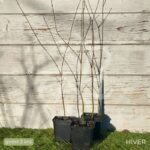 Acer palmatum subs. palmatum - Acer palmatum 'type'