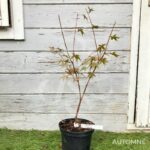 Acer palmatum subs. palmatum - Acer palmatum 'type'