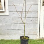 Acer palmatum subs. palmatum - Acer palmatum 'type'