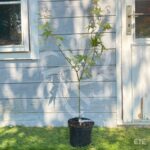 Acer palmatum subs. palmatum - Acer palmatum 'type'