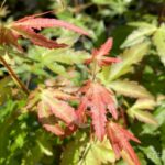 Acer palmatum subs. palmatum - Acer palmatum 'type'