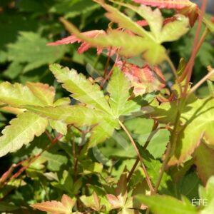Acer palmatum subs. palmatum - Acer palmatum 'type'