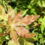 Acer palmatum subs. palmatum - Acer palmatum 'type'