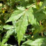 Acer palmatum subs. palmatum - Acer palmatum 'type'