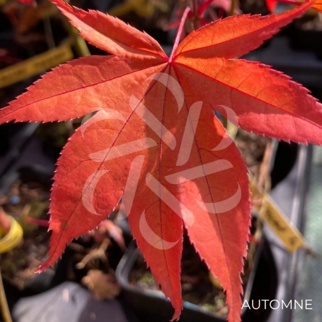 Acer palmatum 'The Bishop' - Érable du Japon