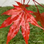 Acer palmatum 'The Bishop' - Érable du Japon