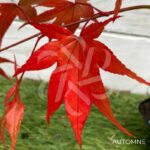 Acer palmatum 'The Bishop' - Érable du Japon