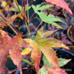Acer palmatum 'The Bishop' - Érable du Japon