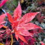 Acer palmatum 'The Bishop' - Érable du Japon