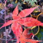 Acer palmatum 'The Bishop' - Érable du Japon