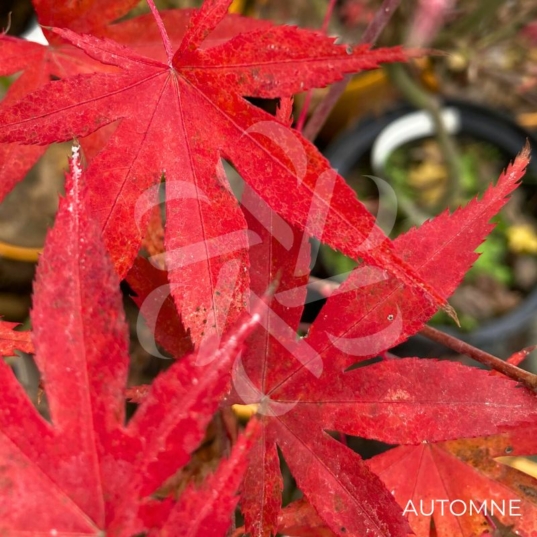 Acer palmatum 'The Bishop' - Érable du Japon