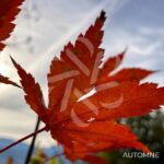 Acer palmatum 'The Bishop' - Érable du Japon
