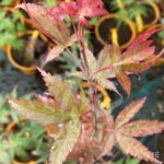 Acer palmatum 'The Bishop' - Érable du Japon
