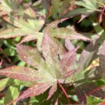 Acer palmatum 'The Bishop' - Érable du Japon
