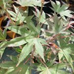 Acer palmatum 'The Bishop' - Érable du Japon