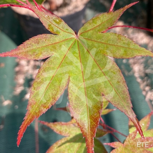 Acer palmatum 'The Bishop' - Érable du Japon