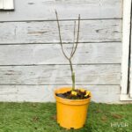 Acer palmatum 'The Bishop' - Érable du Japon