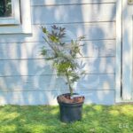 Acer palmatum 'Yezo Nishiki' - Érable du Japon