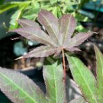 Acer palmatum 'Yezo Nishiki' - Érable du Japon