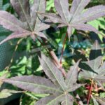 Acer palmatum 'Yezo Nishiki' - Érable du Japon