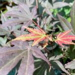 Acer palmatum 'Yezo Nishiki' - Érable du Japon