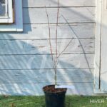 Acer palmatum 'Yezo Nishiki' - Érable du Japon