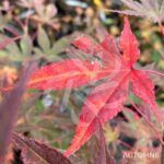 Acer palmatum 'Yezo Nishiki' - Érable du Japon