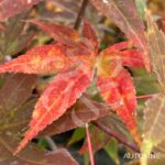 Acer palmatum 'Yezo Nishiki' - Érable du Japon