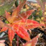 Acer palmatum 'Yezo Nishiki' - Érable du Japon