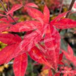 Acer palmatum 'Yezo Nishiki' - Érable du Japon