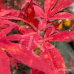 Acer palmatum 'Yezo Nishiki' - Érable du Japon