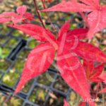 Acer palmatum 'Yezo Nishiki' - Érable du Japon